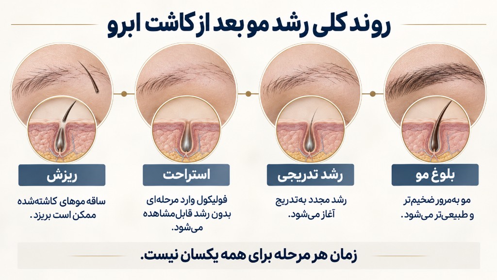 روند کلی رشد مو بعد از کاشت ابرو: ریزش، استراحت، رشد تدریجی، بلوغ