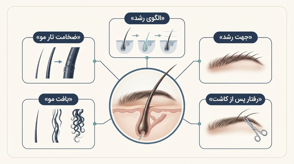 عوامل مهم در انتخاب منبع مو برای کاشت ابرو